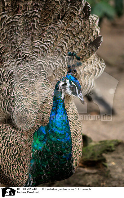 Blau indischer Pfau / Indian Peafowl / HL-01248