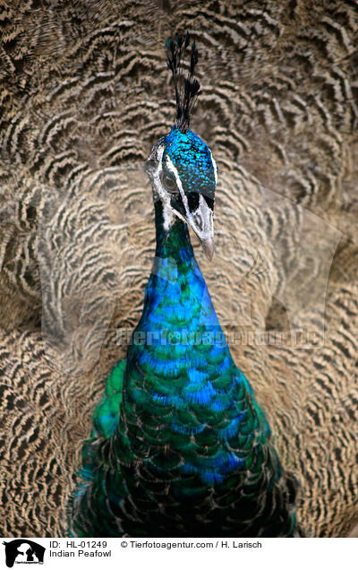 Blau indischer Pfau / Indian Peafowl / HL-01249