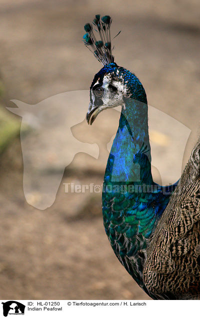 Blau indischer Pfau / Indian Peafowl / HL-01250