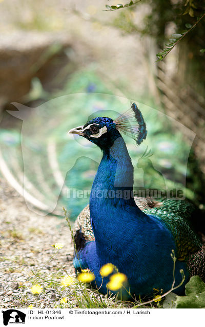 Blau indischer Pfau / Indian Peafowl / HL-01346