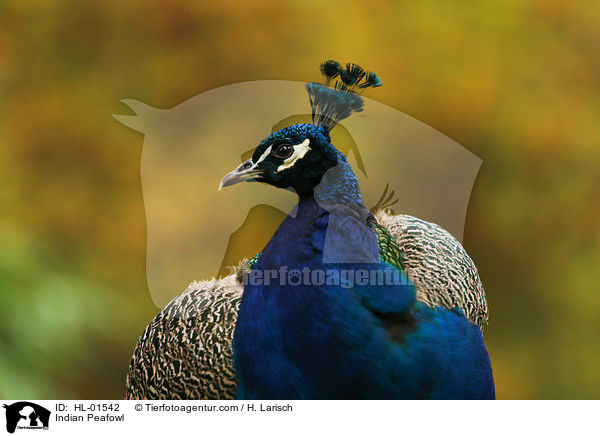 Indian Peafowl / HL-01542