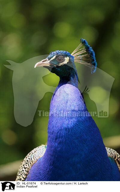 Blau indischer Pfau / Indian Peafowl / HL-01674