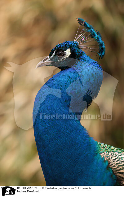 Blau indischer Pfau / Indian Peafowl / HL-01852