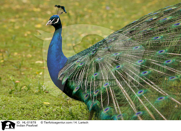 Blau indischer Pfau / Indian Peafowl / HL-01878