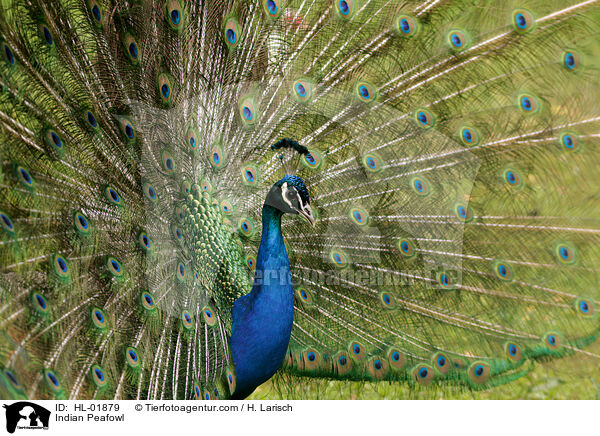 Blau indischer Pfau / Indian Peafowl / HL-01879