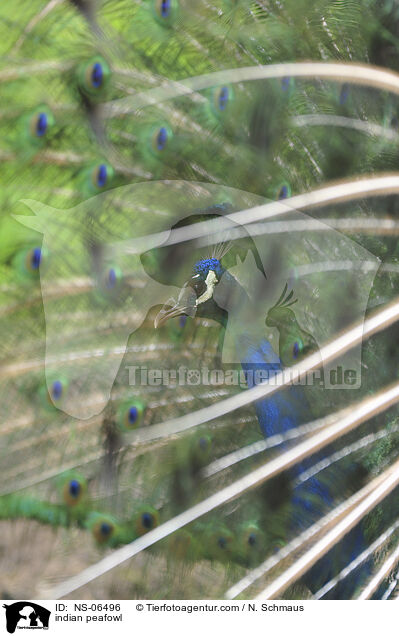 indian peafowl / NS-06496