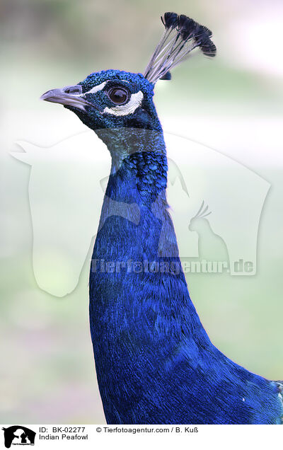 Blau indischer Pfau / Indian Peafowl / BK-02277