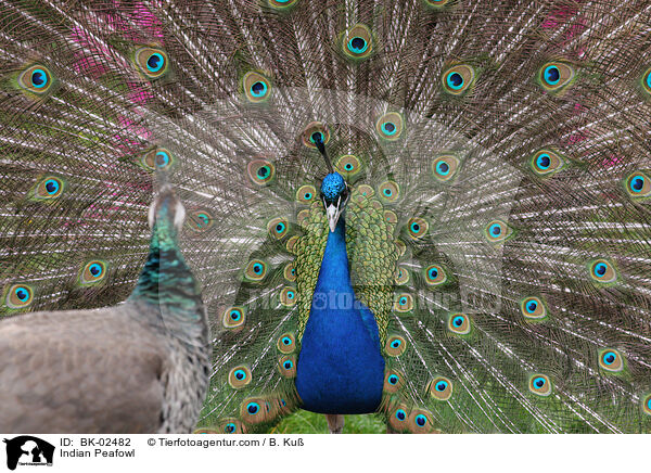 Blau indischer Pfau / Indian Peafowl / BK-02482
