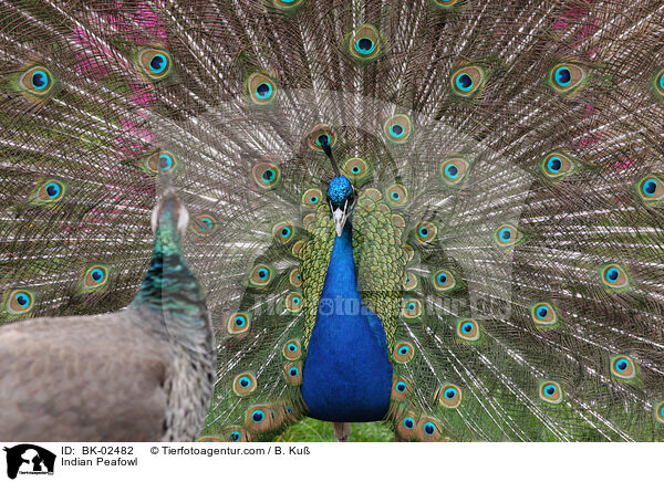 Indian Peafowl / BK-02482