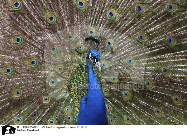 Blau indischer Pfau / Indian Peafowl / BK-02483