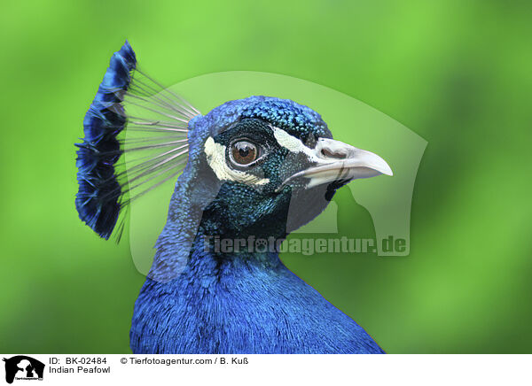 Indian Peafowl / BK-02484