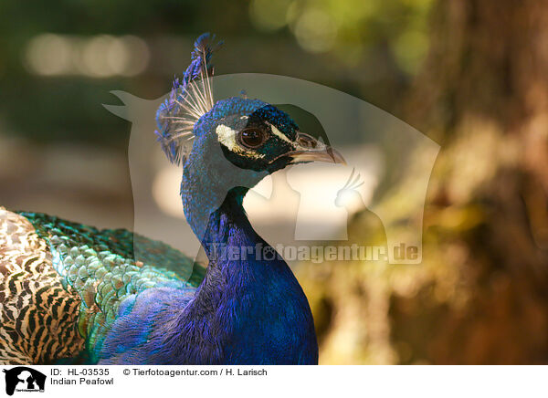 Blau indischer Pfau / Indian Peafowl / HL-03535