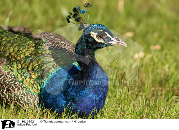 Blau indischer Pfau / Indian Peafowl / HL-03621