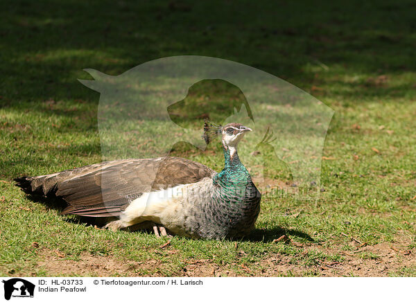 Indian Peafowl / HL-03733