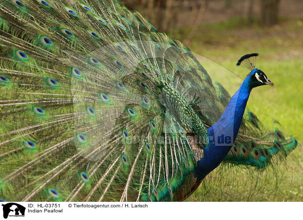 Blau indischer Pfau / Indian Peafowl / HL-03751
