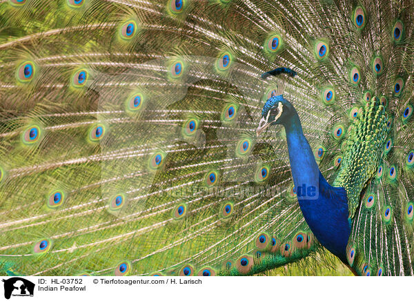 Blau indischer Pfau / Indian Peafowl / HL-03752