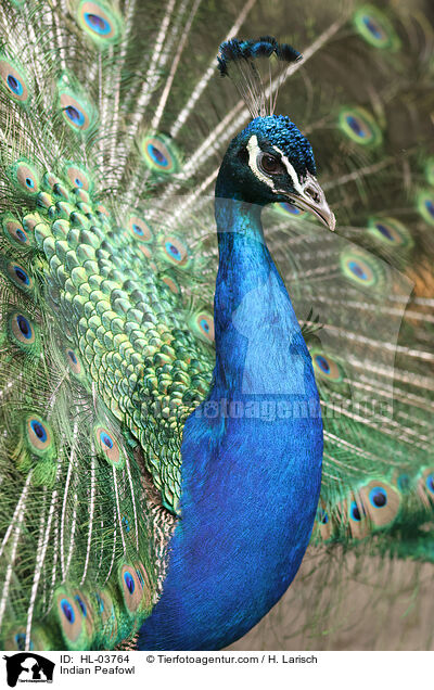 Blau indischer Pfau / Indian Peafowl / HL-03764