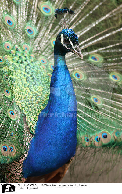 Blau indischer Pfau / Indian Peafowl / HL-03765