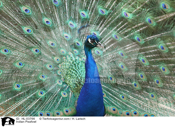 Blau indischer Pfau / Indian Peafowl / HL-03766