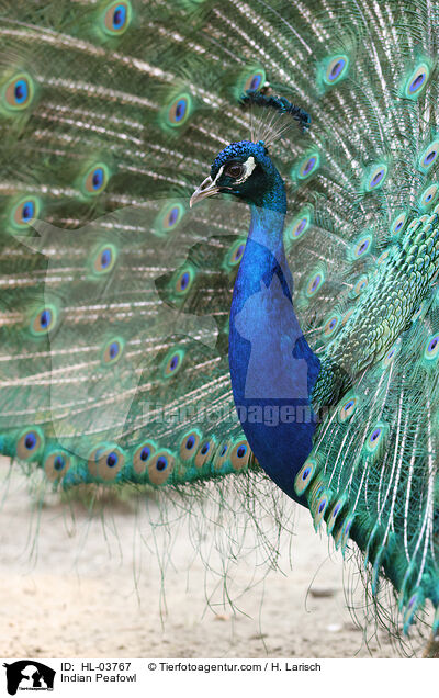 Blau indischer Pfau / Indian Peafowl / HL-03767