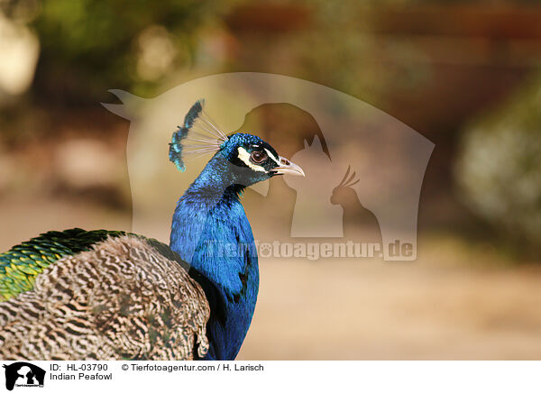 Blau indischer Pfau / Indian Peafowl / HL-03790