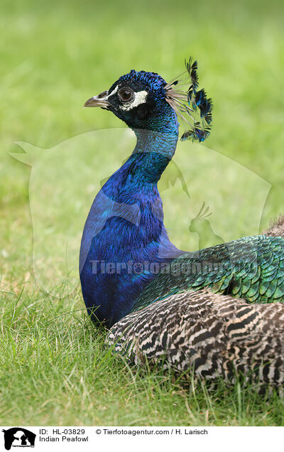 Blau indischer Pfau / Indian Peafowl / HL-03829