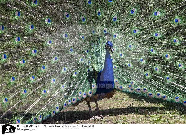 blue peafowl / JOH-01598