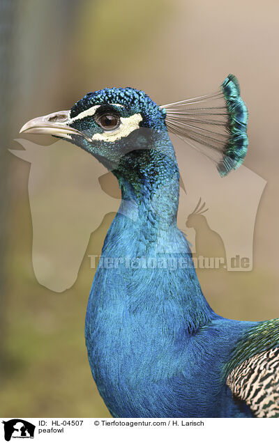 Blau indischer Pfau / peafowl / HL-04507