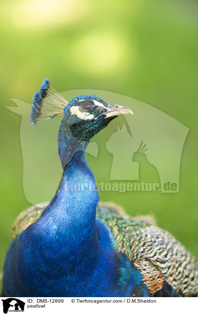 Blau indischer Pfau / peafowl / DMS-12899
