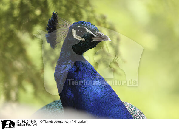 Blau indischer Pfau / Indian Peafowl / HL-04840