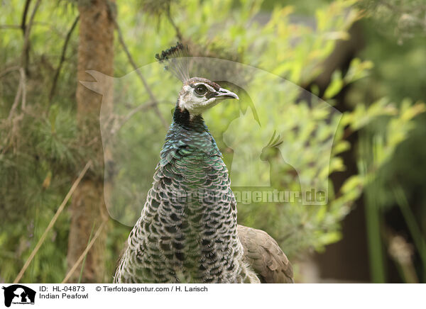 Blau indischer Pfau / Indian Peafowl / HL-04873