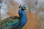 Common Peafowl