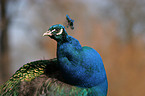 Common Peafowl