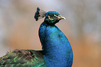 Common Peafowl