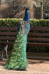 Common Peafowl