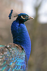 Common Peafowl