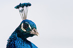 blue peafowl