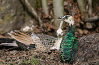 peafowls