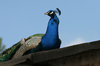 peafowl