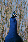 peafowl portrait