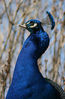 peafowl portrait