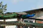 peafowl