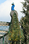 peafowl