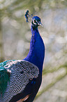 blue peafowl