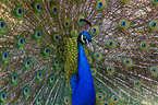 blue peafowl