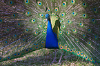 blue peafowl