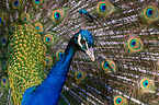 blue peafowl