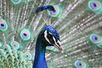 peafowl