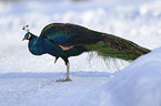 peafowl