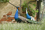 Indian Peafowl